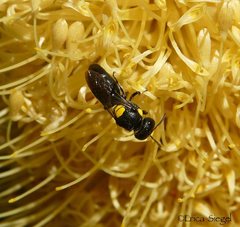 Hylaeus honestus
