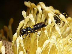 Hylaeus honestus