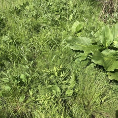 Equisetum sylvaticum