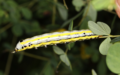 Black-spotted Prominent photo 5