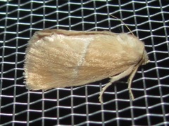 Apoda latomia