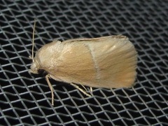 Apoda latomia