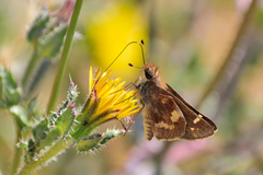 Lon melane vitellina