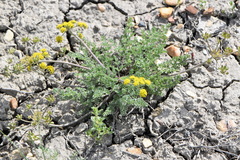 Lomatium foeniculaceum