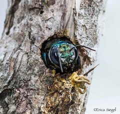 Xylocopa bombylans