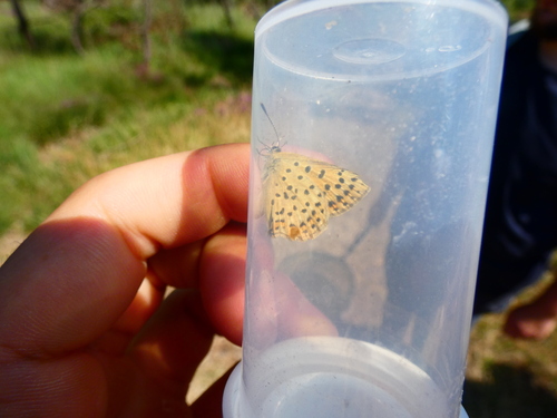 Lycaena tityrus