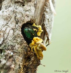 Xylocopa bombylans