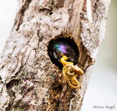 Xylocopa bombylans
