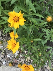 Coreopsis grandiflora