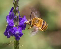 Amegilla bombiformis