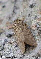Spodoptera pecten