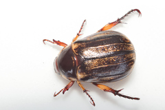 Paranomala inconstans