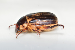 Paranomala inconstans