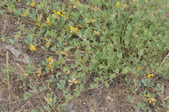 Acmispon decumbens