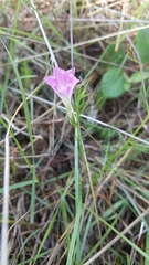 Ipomoea capillacea