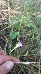 Ipomoea capillacea