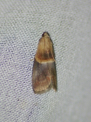 Acrobasis demotella