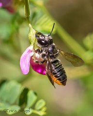Megachile pictiventris