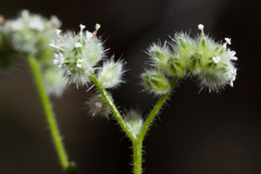 Cryptantha gracilis