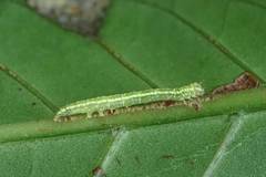 Euwilemania angulata