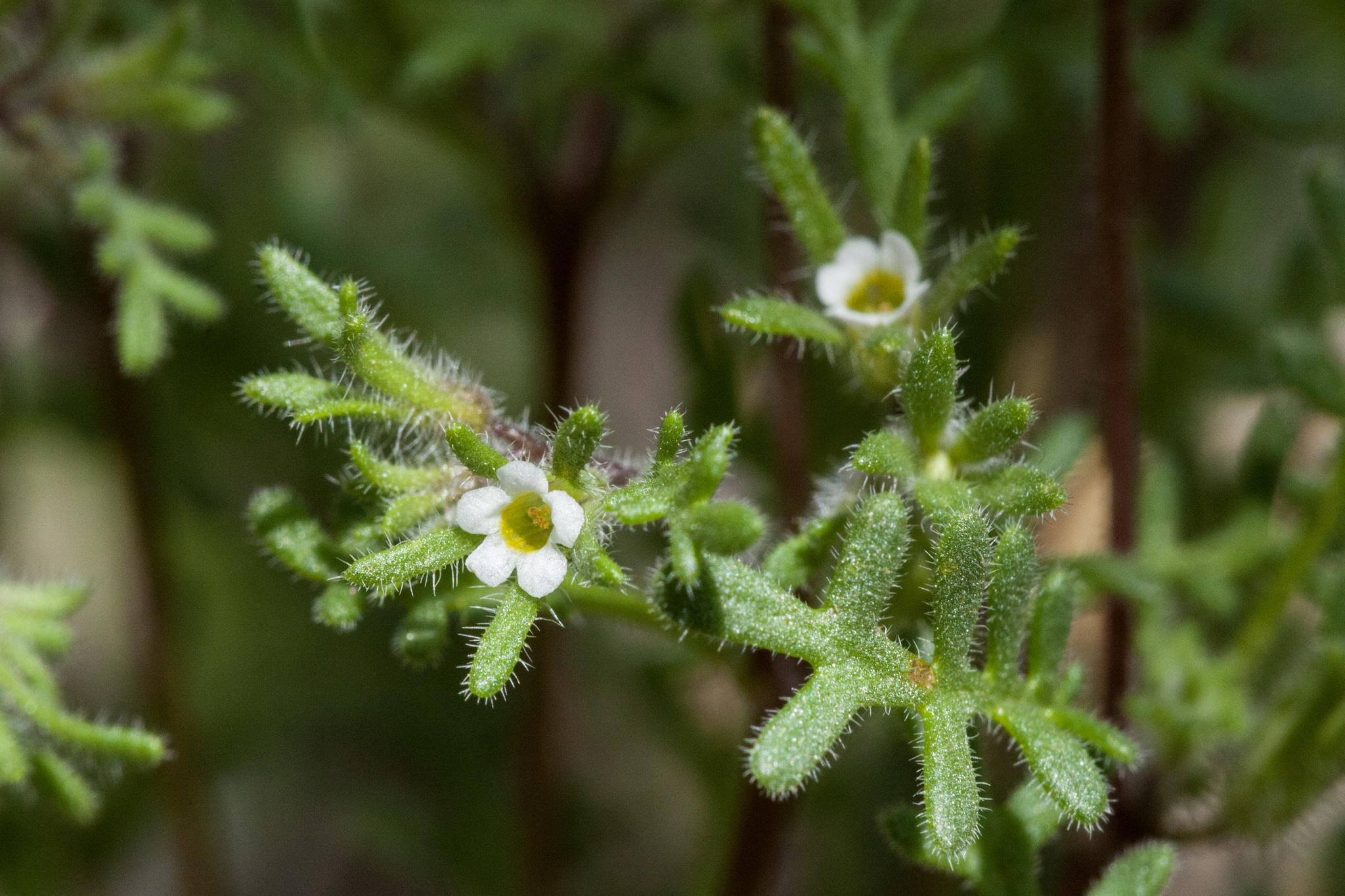 Phacelia ivesiana