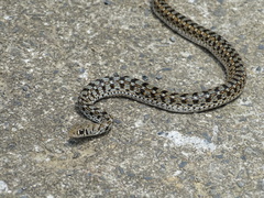 Amphiesma stolatum