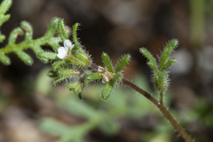 Phacelia ivesiana