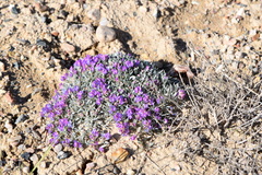 Astragalus spatulatus
