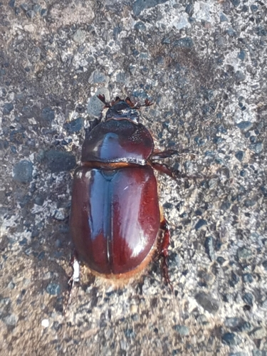 Oryctes prolixus