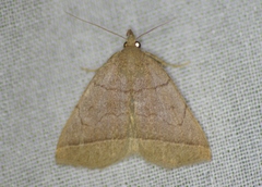 Zanclognatha obscuripennis