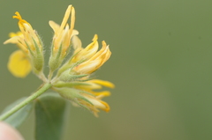 Acmispon decumbens
