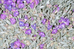 Astragalus spatulatus