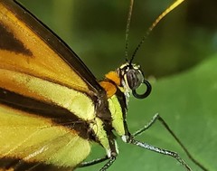 Hypothyris euclea laphria