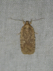 Agonopterix senicionella