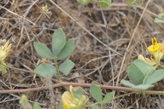 Acmispon decumbens