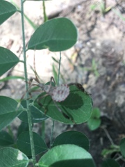 Acanthocephala declivis
