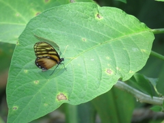 Dircenna kolijkensis