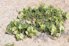 Astragalus pectinatus