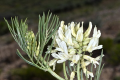 Astragalus pectinatus
