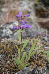 Penstemon pruinosus