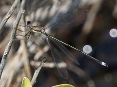 Lestes vigilax