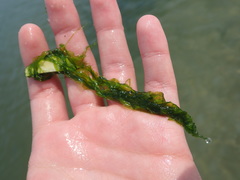 Ulva linza