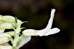 Astragalus pectinatus