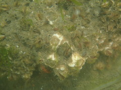 Amphibalanus amphitrite