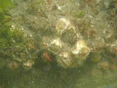 Amphibalanus amphitrite