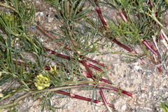 Astragalus pectinatus