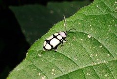 Omophoita octoguttata