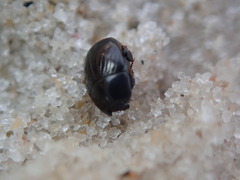 Hypocaccus dimidiatipennis