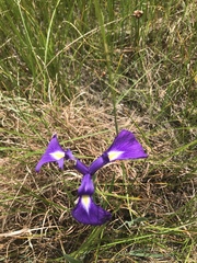 Iris tridentata
