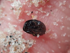 Hypocaccus dimidiatipennis